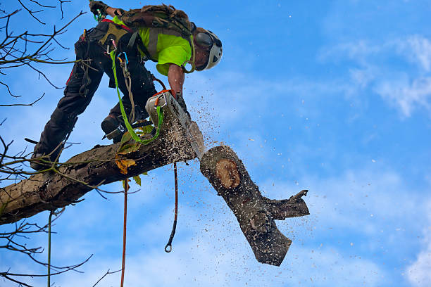 Best Firewood Processing and Delivery  in Center Point, TX